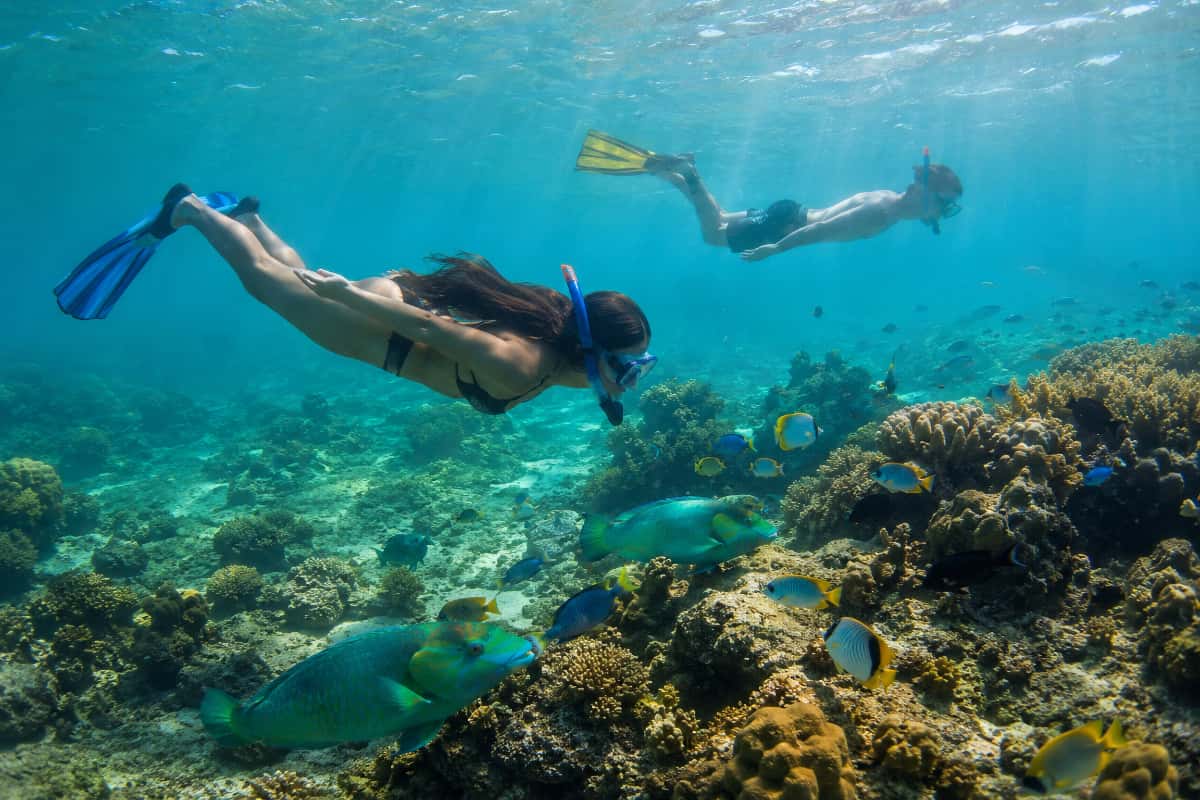 Plongée ou snorkeling dans une eau claire à Koh Tao
