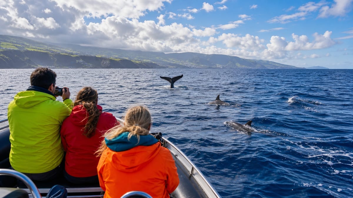 Sortie en mer à São Miguel avec enfants pour observer des dauphins et un cachalot au large des Açores