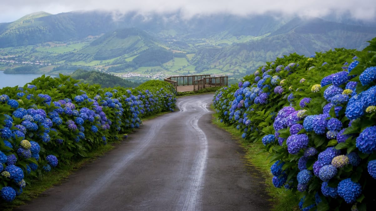 Route bordée d’hortensias bleus à São Miguel, avec un miradouro et la brume sur les reliefs des Açores