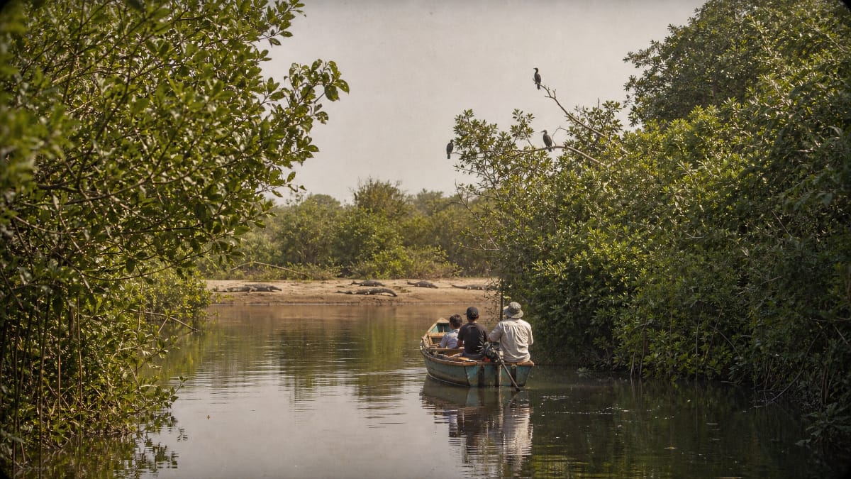 Petite barque dans les mangroves de Pottuvil Lagoon, au nord d’Arugam Bay